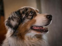 Haushund Balu